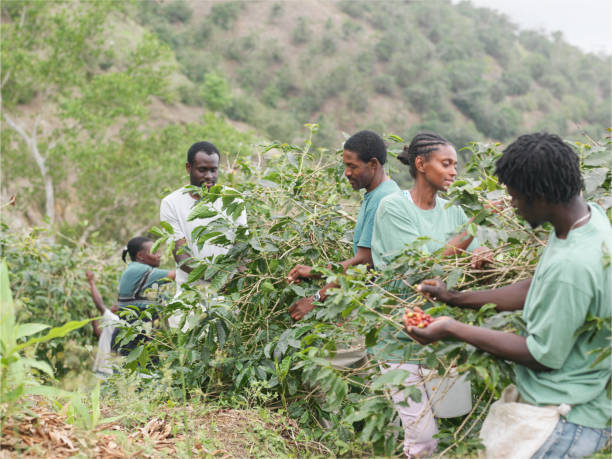 People harvesting coffee
