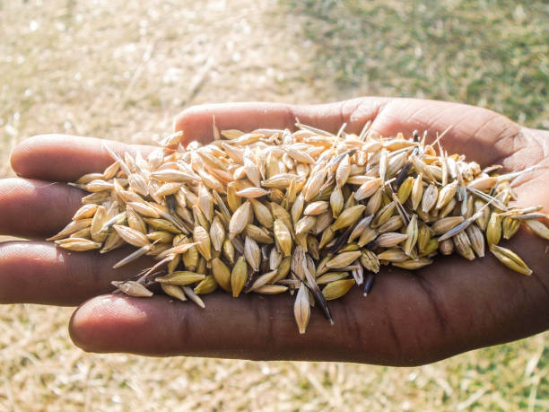 Lensational is a non-profit social enterprise empowering women through photography. Grains in the Arsi region of Ethiopia have high economic and cultural importance. Barley is the most important cash crop of the area and is also used for making bread, injera, and homebrewed beer.